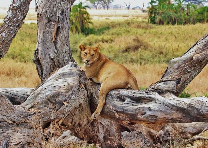 Prywatne safari w Tanzanii i odpoczynek na rajskim Zanzibarze